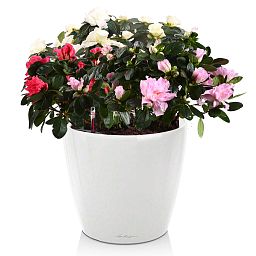LECHUZA CLASSICO LS Round Poly Resin Self-watering Planter