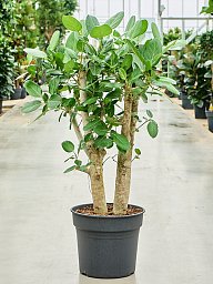 Lush Banyan Fig Ficus benghalensis (400-450) Tall Indoor House Plants Trees