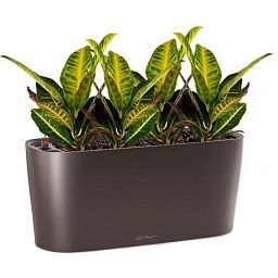 Codiaeum Sunny in LECHUZA DELTA Self-watering Planter, Total Height 55 cm