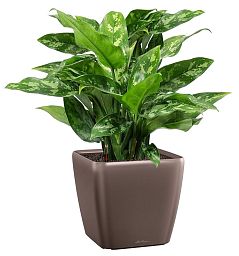 Aglaonema Maria in LECHUZA QUADRO LS Self-watering Planter, Total Height 60 cm