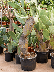 Easy-Care Barbary Fig Opuntia indica Indoor House Plants