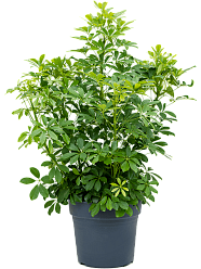 Easy-Care Umbrella Tree Schefflera arboricola 'Compacta' Tall Indoor House Plants Trees