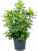 Easy-Care Umbrella Tree Schefflera arboricola 'Compacta' Tall Indoor House Plants Trees