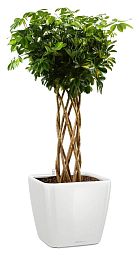Schefflera Arboricola Gold Capella in LECHUZA QUADRO LS 43 Self-watering Planter, Total Height 180 c