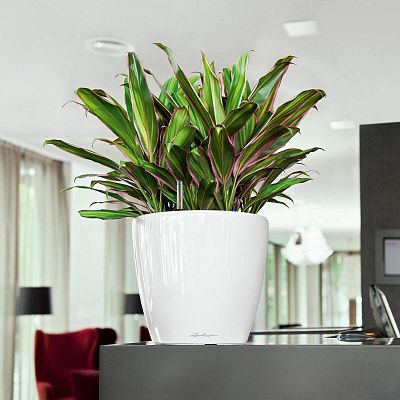LECHUZA CLASSICO LS Round Poly Resin Self-watering Planter Set