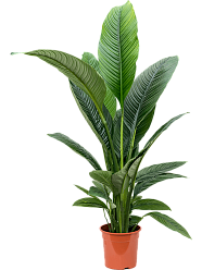 Lush Peace Lily Spathiphyllum 'Sensation' Indoor House Plants