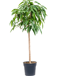 Lush Narrow-leaf Fig Ficus binnendijkii 'Amstel King' Tall Indoor House Plants Trees