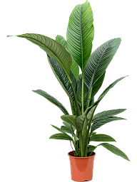 Lush Peace Lily Spathiphyllum 'Sensation' Indoor House Plants