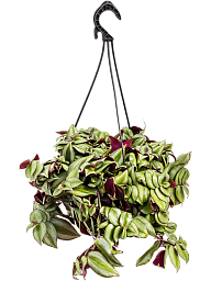 Colorful Silver Inch Plant Tradescantia zebrina Indoor House Plants