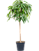 Lush Narrow-leaf Fig Ficus binnendijkii 'Amstel King' Tall Indoor House Plants Trees