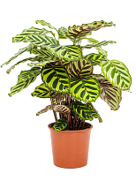 Showy Pin-Stripe Calathea makoyana Indoor House Plants W35 H(40-50) cm...
