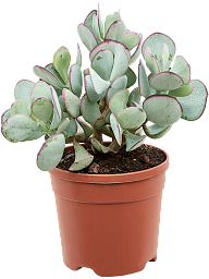 Easy-Care Pig's Ear Cotyledon orbiculata Indoor House Plants