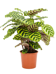 Showy Pin-Stripe Calathea makoyana Indoor House Plants