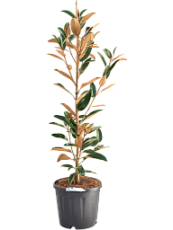 Lush Bull Bay Magnolia grandiflora 'Alta' Indoor House Plants