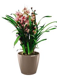 Blooming Cymbidium Orchid in LECHUZA CLASSICO LS Self-watering Planter, Total Height 80 cm