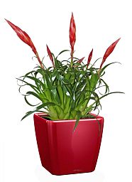 Blooming Scarlet Vriesea in LECHUZA QUADRO LS Self-watering Planter, Total Height 50 cm