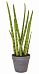 Sansevieria with Brown Pot Artificial Flower Plant