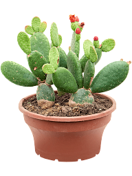 Easy-Care Bunny Ears Opuntia inamoena Indoor House Plants