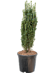 Cute Japanese Holly Ilex crenata 'Fastigiata' Outdoor Plants