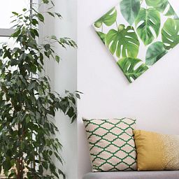 Ficus Benjamina Danielle in LECHUZA QUADRO LS Self-watering Planter, Total Height 120 cm