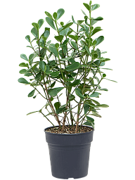 Graceful Autograph Tree Clusia 'Green Magic' Indoor House Plants