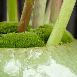 Ceramic Lime Round Tall Glossy Planter Pot In/Out