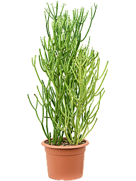 Cheerful African Milk Tree Euphorbia tirucalli Indoor House Plants