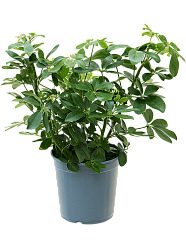 Colorful Umbrella Tree Schefflera arboricola Indoor House Plants