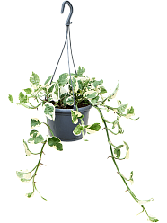 Shade-loving Satin Pothos Scindapsus (Epipremnum) 'N'joy' Indoor House Plants
