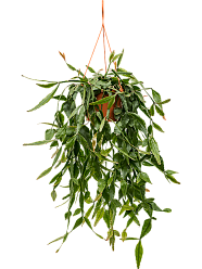 Easy-Care Mistletoe Cactus Rhipsalis elliptica Indoor House Plants