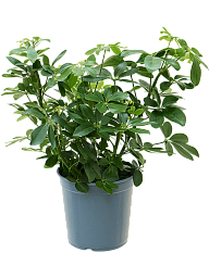 Colorful Umbrella Tree Schefflera arboricola Indoor House Plants