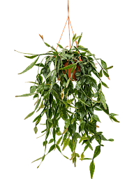 Easy-Care Mistletoe Cactus Rhipsalis elliptica Indoor House Plants