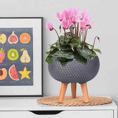 IDEALIST Lite Honeycomb Style Bowl Planter on Legs, Round Pot Plant Stand Indoor