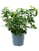 Colorful Umbrella Tree Schefflera arboricola Indoor House Plants