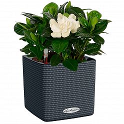 LECHUZA CUBE Color Square Poly Resin Indoor Self-watering Planter