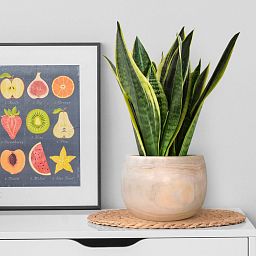 HORTICO ECO Wooden House Planter Round Indoor Plant Pot for House Plants with Waterproof Liner