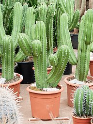Easy-Care Polaskia chichipe Indoor House Plants