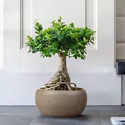 IDEALIST Lite Mesh Style Bowl Planter Outdoor Plant Pot