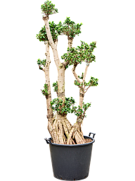 Lush Curtain Fig Ficus microcarpa 'Compacta' Tall Indoor House Plants Trees