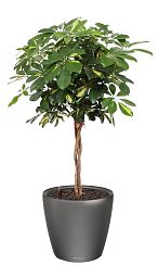 Schefflera Arboricola Gold Capella in LECHUZA CLASSICO LS Self-watering Planter, Total Height 140 cm