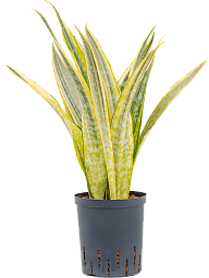 Colorful Snake Plant Sansevieria trifasciata 'Lauren' Indoor House Plants