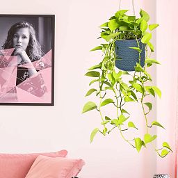 IDEALIST Lite Plaited Style Table and Hanging Cylinder Round Plant Pot Dual Use Indoor Planter