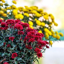 Blooming Chrysanthemums Set in 3 LECHUZA-PURO Self-watering Planters, Total Height 40 cm