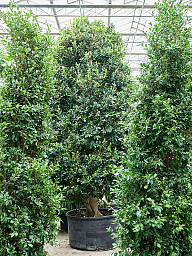 Lush Weeping Fig Ficus microcarpa ‘Nitida’ Tall Indoor House Plants Trees