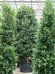 Lush Weeping Fig Ficus microcarpa ‘Nitida’ Tall Indoor House Plants Trees