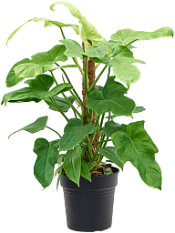 Lush Heart-Leaf Philodendron 'Golden Violin' Indoor House Plants