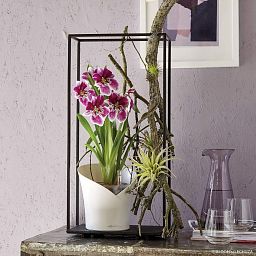 LECHUZA ORCHIDEA Round Poly Resin Indoor Self-watering Planter