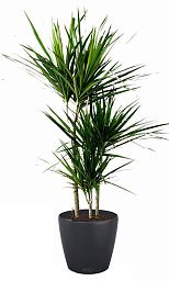 Dracaena Marginata in LECHUZA CLASSICO Color Self-watering Planter, Total Height 120 cm