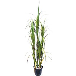 SUGARCANE Artificial Tree Plant