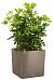 Schefflera in LECHUZA CUBE Self-watering Planter, Total Height 65 cm